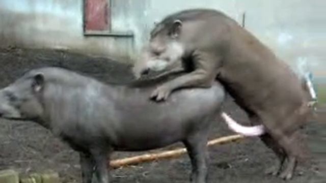 Tapir Mating смотреть онлайн