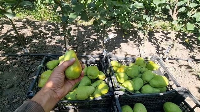 ГРУША СОКРОВИЩЕ смотреть онлайн