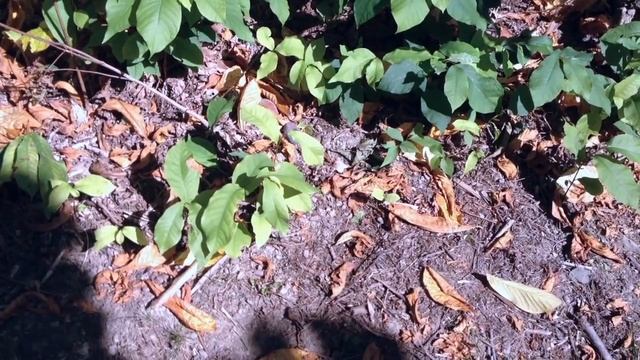 Paw Paws - Collecting Fruit for Seed смотреть онлайн