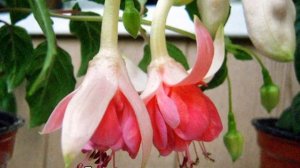 Фуксия — выращивание и уход в домашних условиях