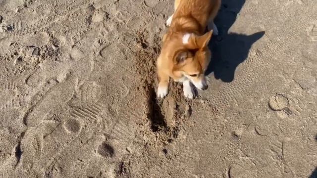 Игривая Мэгги | Один день из жизни корги Мэгги | Поездка на море с собакой смотреть онлайн