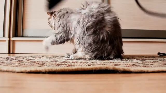 Кота моют и сушат феном смотреть онлайн