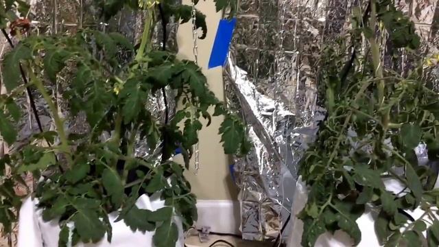 Droopy tomato plant branches and leaves deep water culture hydroponics possibly due to a pH Spike смотреть онлайн
