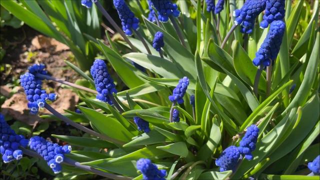 Gorgeous Grape Hyacinths Dancing In The Breeze | The Most Beautiful Muscari You've Ever Seen смотреть онлайн