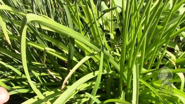 ВЕСЕННИЕ ЦВЕТЫ ДЛЯ САДА. ДЕКОРАТИВНЫЙ ЛУК! смотреть онлайн