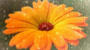 Футаж. Цветы под дождём 2