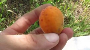 Абрикос Голдрич