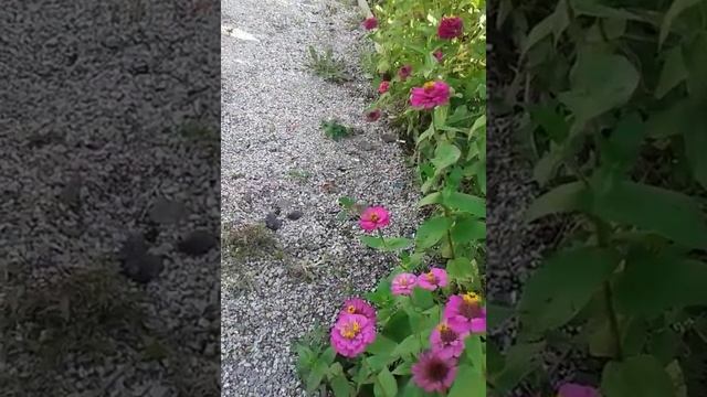 Откуда взялись Калибри в Находке Приморского края!!! смотреть онлайн