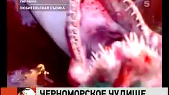 Тихоокеанская акула-гоблин в Черном море смотреть онлайн