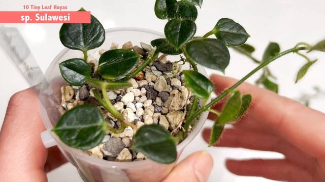 ?10 SMALL LEAF Hoya Compare | IM02 IM08 Pulleana Serpens Tengchongensis Curtisii Collariata Mamasa смотреть онлайн