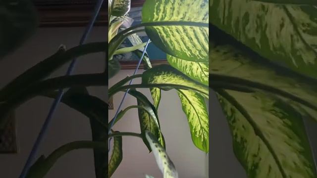 Dieffenbachia amoena (Dumb cane plant) growing weirdly смотреть онлайн