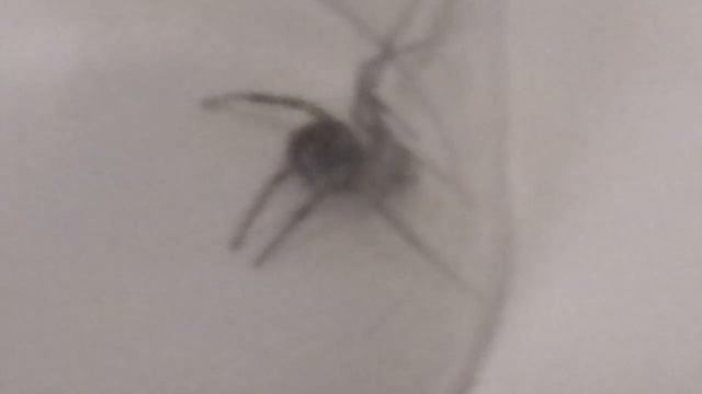 Steatoda grossa False Widow Spider смотреть онлайн