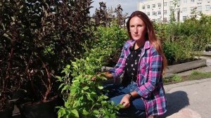 Обрезка Декоративных Кустарников на Примере Пузыреплодника Калинолистного