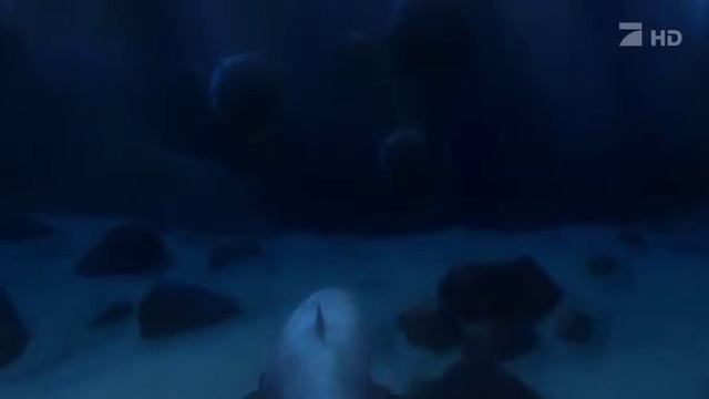 В поисках Немо (Finding Nemo) HDTVRip 00_17_07-00_21_49.avi