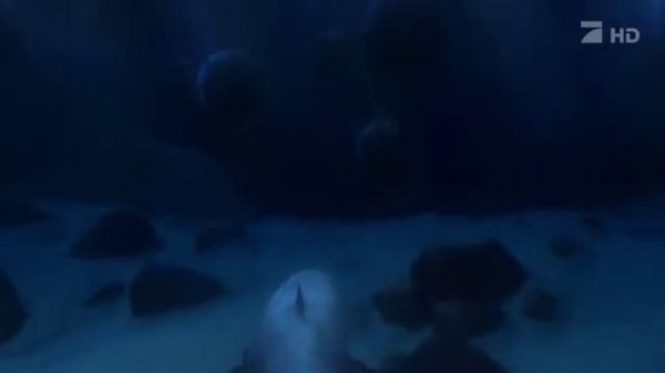 В поисках Немо (Finding Nemo) HDTVRip 00_17_07-00_21_49.avi