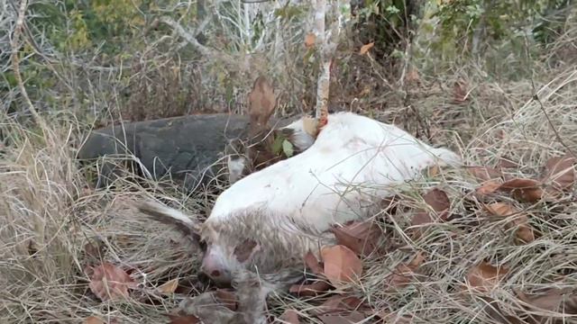 komodo kills and eat goats are still alive смотреть онлайн