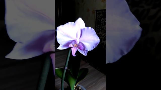 орхидея в домашнем цветении захотела стать ,, Сингало " смотреть онлайн