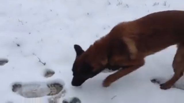 Malinois 7 Monate Schneefährte.Малинуа 7 месяцев след в снегу. смотреть онлайн