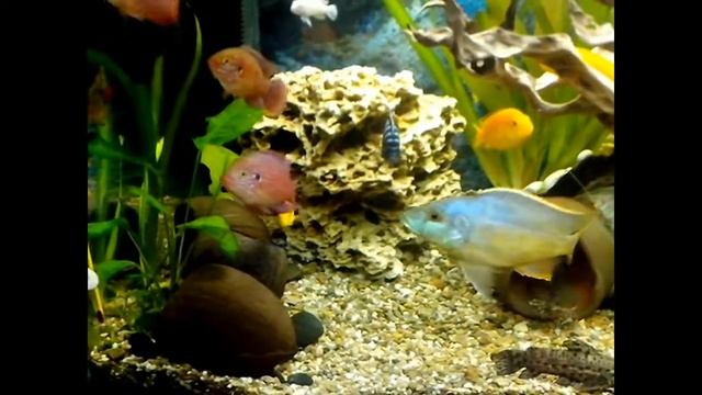 Ракушечник – камень с историей смотреть онлайн