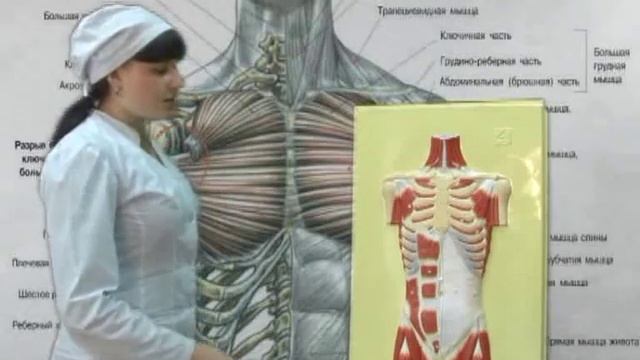 МК НИУ БелГУ Анатомия Мышцы туловища