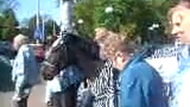 Лошадь-зебра в Калининграде смотреть онлайн