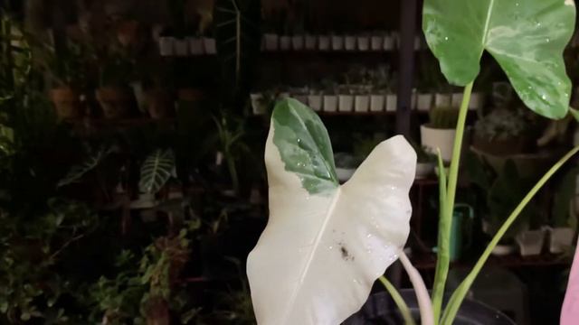 Macrorrhiza Variegata Albo смотреть онлайн