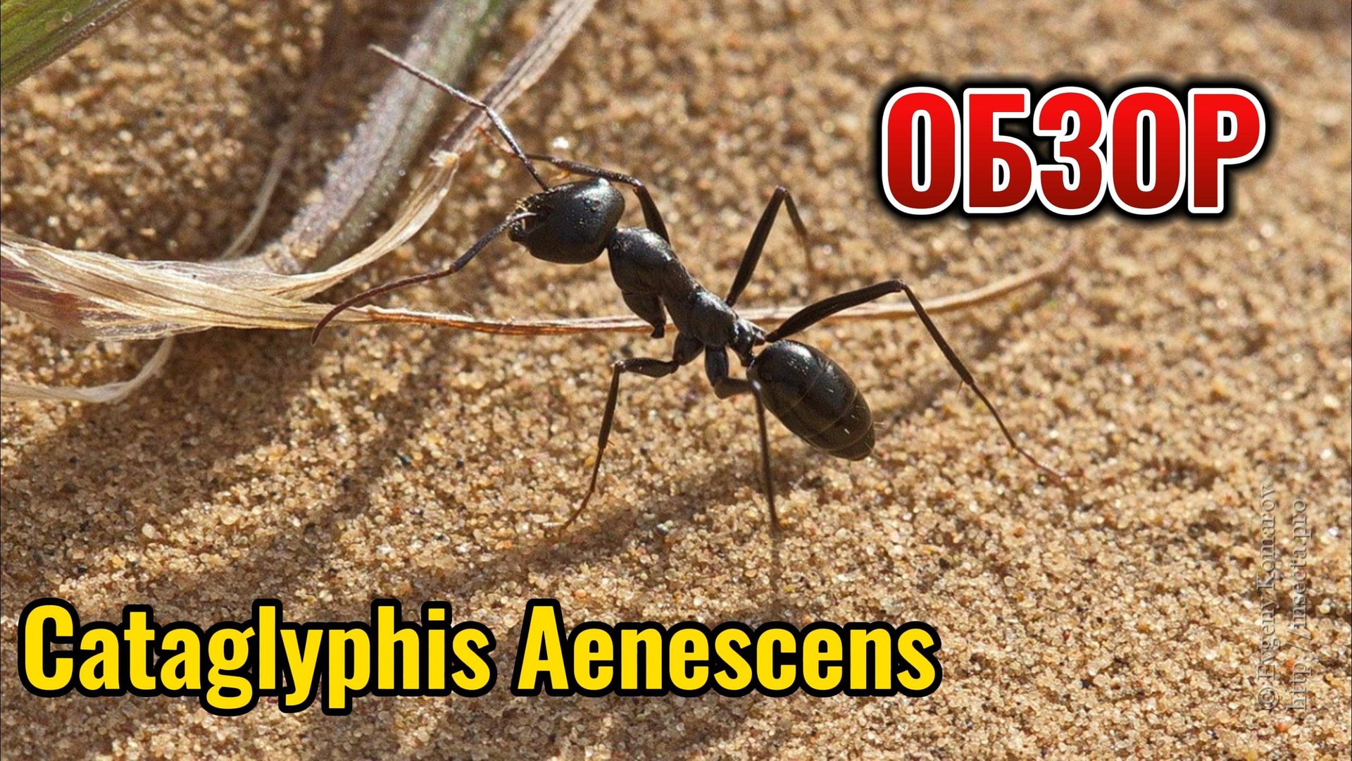 Муравьиная ферма. Cataglyphis Aenescens #1.  Обзор