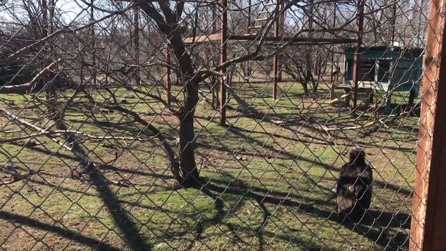 Сипы и грифы смотреть онлайн