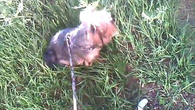 MaryTime||Мой пёсик Рем)