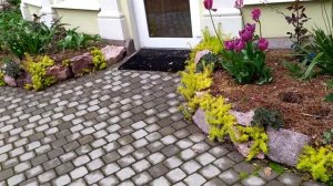 очиток Ангелина