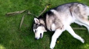 Такое впервые на прогулке!  Хаски и маламут против!!! =)