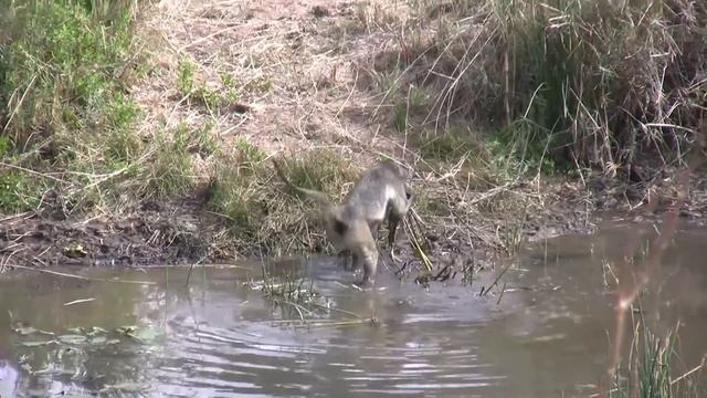 The Kruger National Park South Africa (fully Narrated)