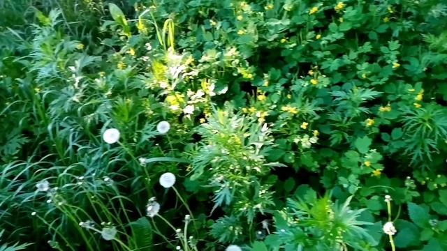 Как приготовить отвар чистотела для пчёл. смотреть онлайн