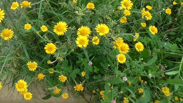 Желтые ромашки для моей милашки Yellow daisies for my cuties смотреть онлайн