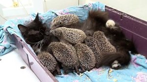 10 Животных, спасших друг друга