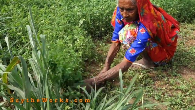 Sickle or Scythe -- for cutting Berseem смотреть онлайн