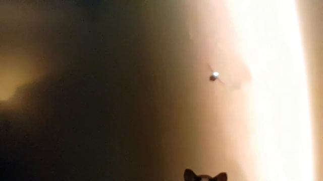 Devon Rex goes to Mars смотреть онлайн