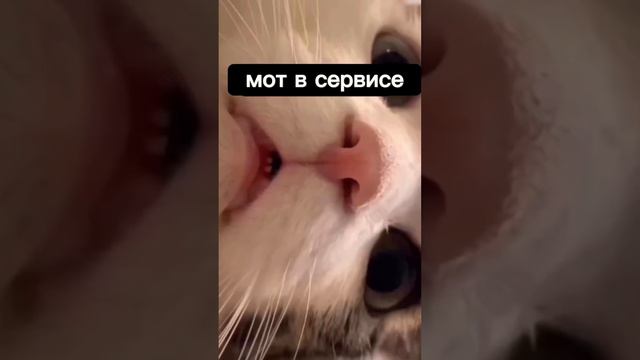 ТЫ со мной сегодня на ПОКАТУШКИ? #мото #эндуро #мотоцикл #спортбайк #motocycle #мотоциклы смотреть онлайн