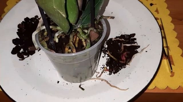 Как добиться прекрасного развития орхидеи не пересаживая ее после покупки.Извлечение торф стакана смотреть онлайн