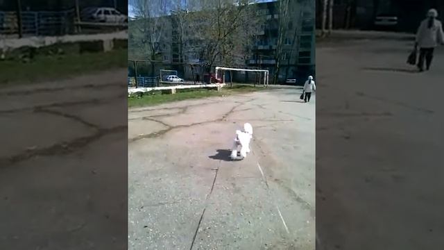 пудель Боня сразу после стрижки смотреть онлайн