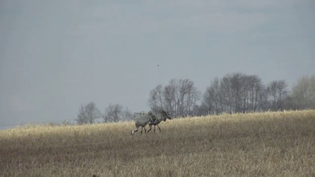 Журавли смотреть онлайн