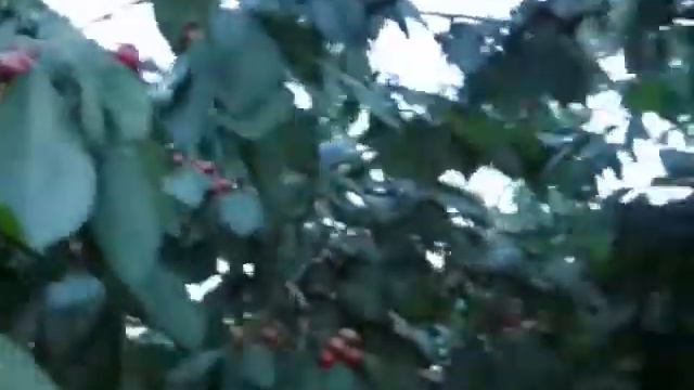 В.Смердов. А душа о подснежниках грустит