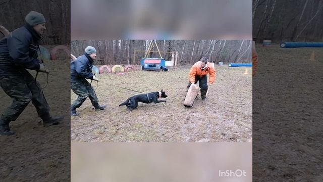 Голландская овчарка, Хердер и Малинуа, Бельгийская овчарка - Мондьоринг смотреть онлайн