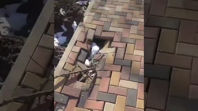 В Ставрополе на улице Апанасенковская просела брусчатка смотреть онлайн