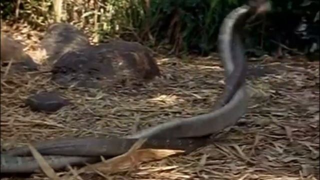 Королевская Кобра !Топ 10 удивительные факты о королевской кобре смотреть онлайн