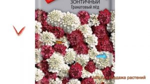 Иберис зонтичный Зонтичный Гранатовый лед ? обзор: как сажать, семена ибериса