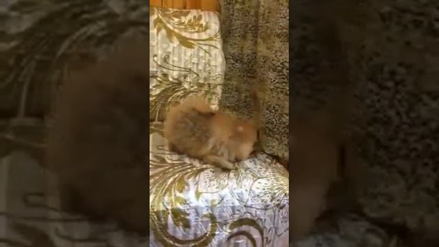 Щенки шпица, мальчики и девочки, мини смотреть онлайн