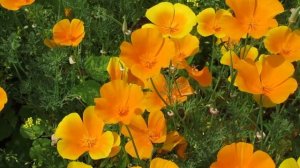 Выращивание эшшольции из семян - когда сажать и как ухаживать