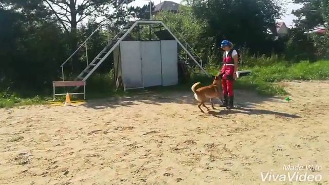 Варяг тренировка послушания смотреть онлайн