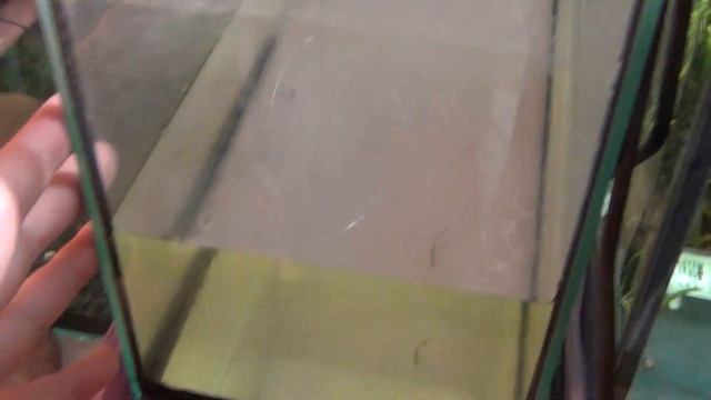 Поплыл малёк данио. Пересаживаем мальков данио. Результаты нереста данио глофиш смотреть онлайн